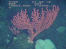 Paragorgia coral