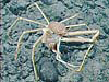 Adult male spider crab eating a female spider crab