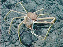 Spider crab eating another spider crab