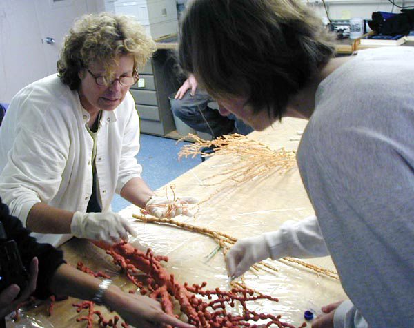 Sue and Amy removing basket starfish