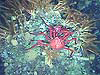 Scarlet king crabs