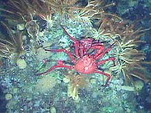 Pair of scarlet king crabs