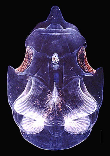larvacean, Oikopleura labradoriensis