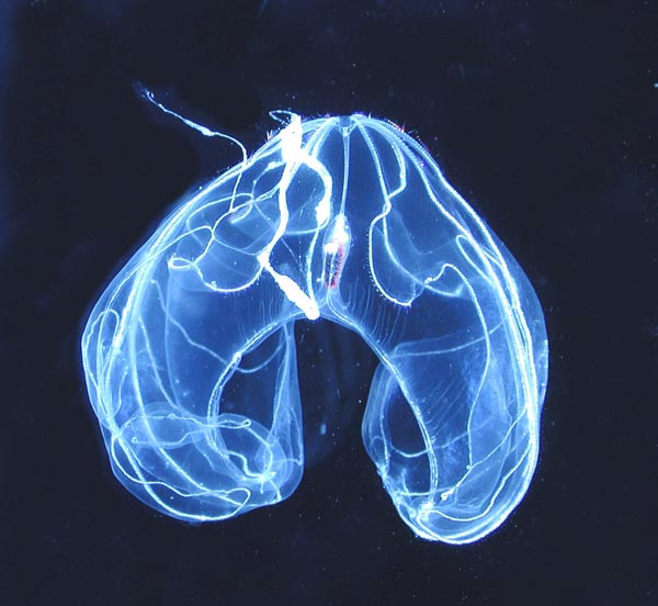Bathocyroe foster, a ctenophore
