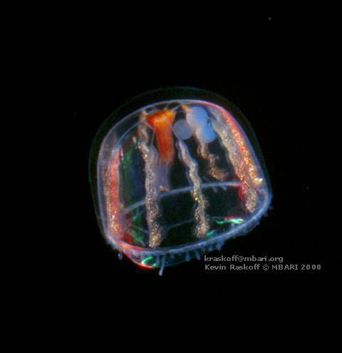 Pantachogon Jellyfish