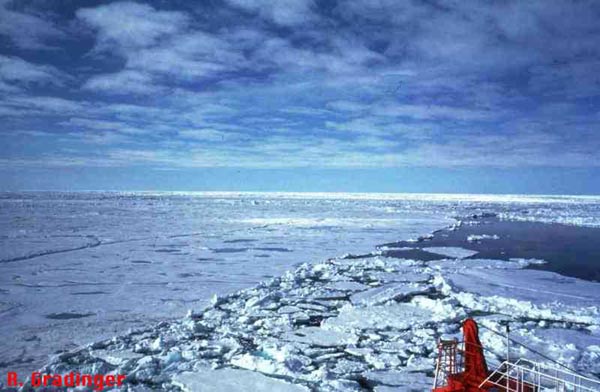 Arctic sea ice cover 