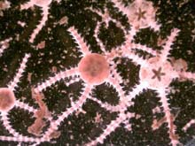 tiny brittle stars