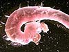 Polycheate worm
