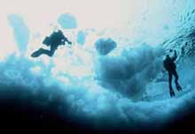 the sea ice ecological group divers