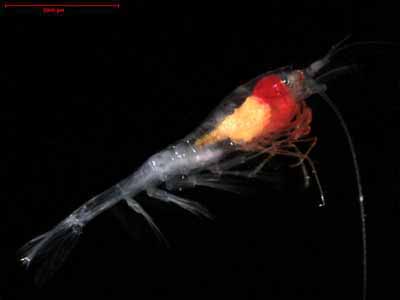 Midwater Shrimp, Hymendora glacialis 