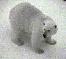 polar bear visitor