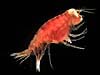 A midwater amphipod species