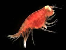 midwater amphipod species
