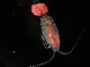 Copepod with eggs.
