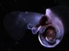 A pelagic pteropod