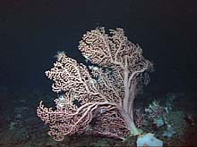 Coral forests