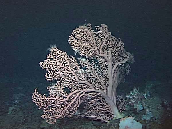 Coral Forest