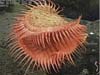 A flytrap anemone