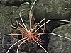 A molting sea spider.