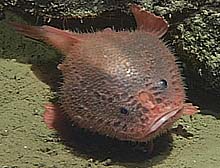 Unidentified anglerfish