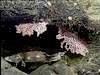 A cusk eel finding shelter under coral