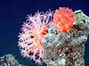 Octocorals at the top of a vent chimney