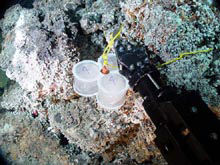 The ROPOS claw positions a bacteria trap along the side of Einstein vent