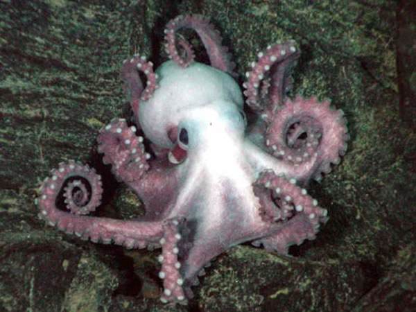 Octopus on the side of a fault scarp