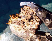 Inactive chimney sample embedded with “Fossilized” tubeworms