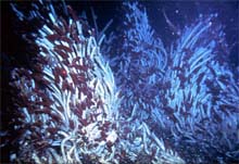 Deep Sea Tube Worms