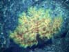 Deep sea black corals.