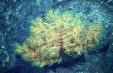 Deep sea black coral