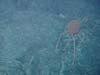  An unknown species of jellyfish
