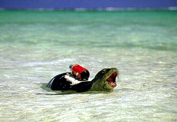 Hawaiian monk seal fitted with “Critter Cam”