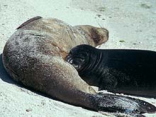 Mother monk seal and nursing pup