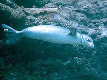 Monk seal swimming underwater profile