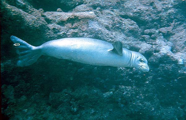 Monk seal underwater profile