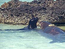 Monk seal weaner and pup