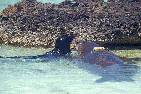 Monk Seal Weaner and Pup