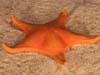 Bright orange sea star
