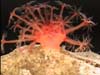 A toadstool soft coral