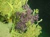 Purple coral growing over gold coral