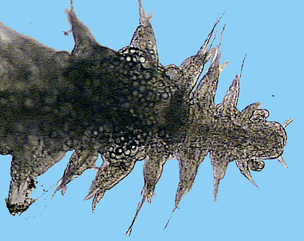 larva of an unidentified polychaete worm