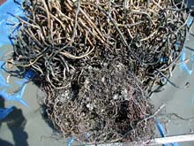 roots of a tubeworm bush