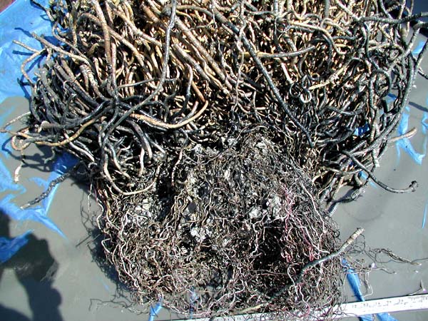 roots of a tubeworm bush