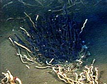 stained tubeworm bush