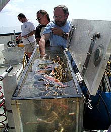 Dr. Craig Young is reaching into the biobox for some of the freshly collected tubeworms