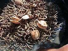 tubeworm bush with lots of Acesta bullisi