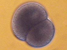 Two-cell embryos of the tubeworm Lamellibrachia luymesi.