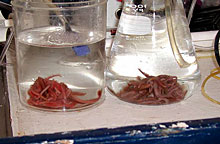 close-up of the two chambers with worms